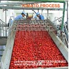 tomato paste processing plant